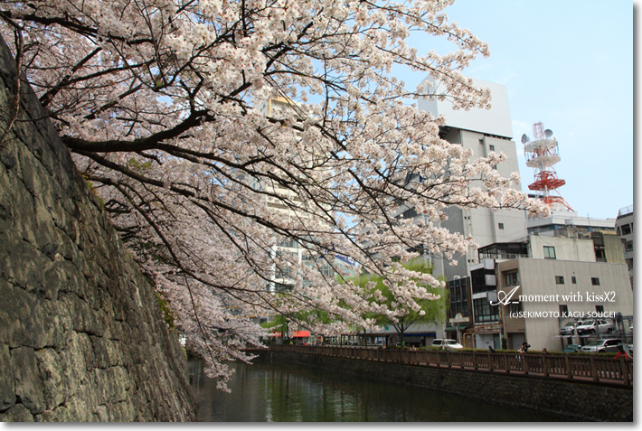 駿府城の桜
