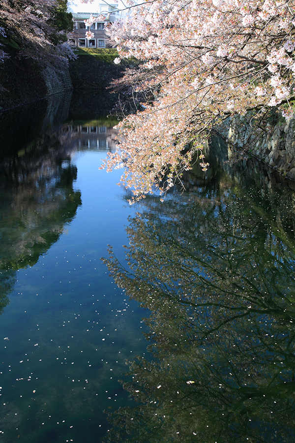 静岡の桜駿府公園